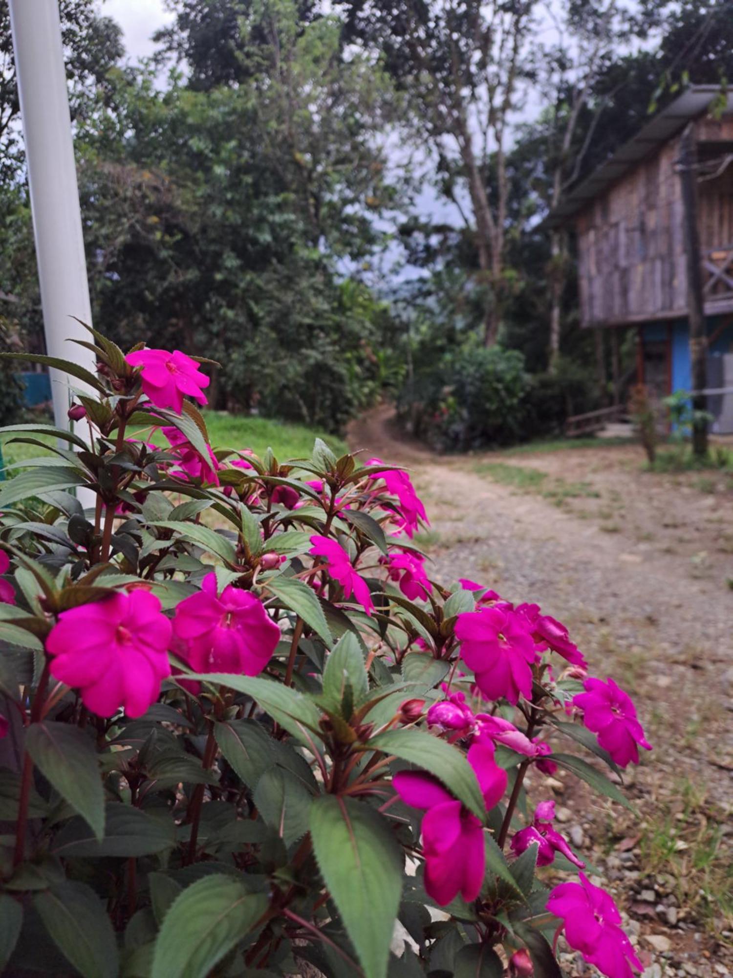 Hospedaje Luis & Ana Pejibaye ภายนอก รูปภาพ