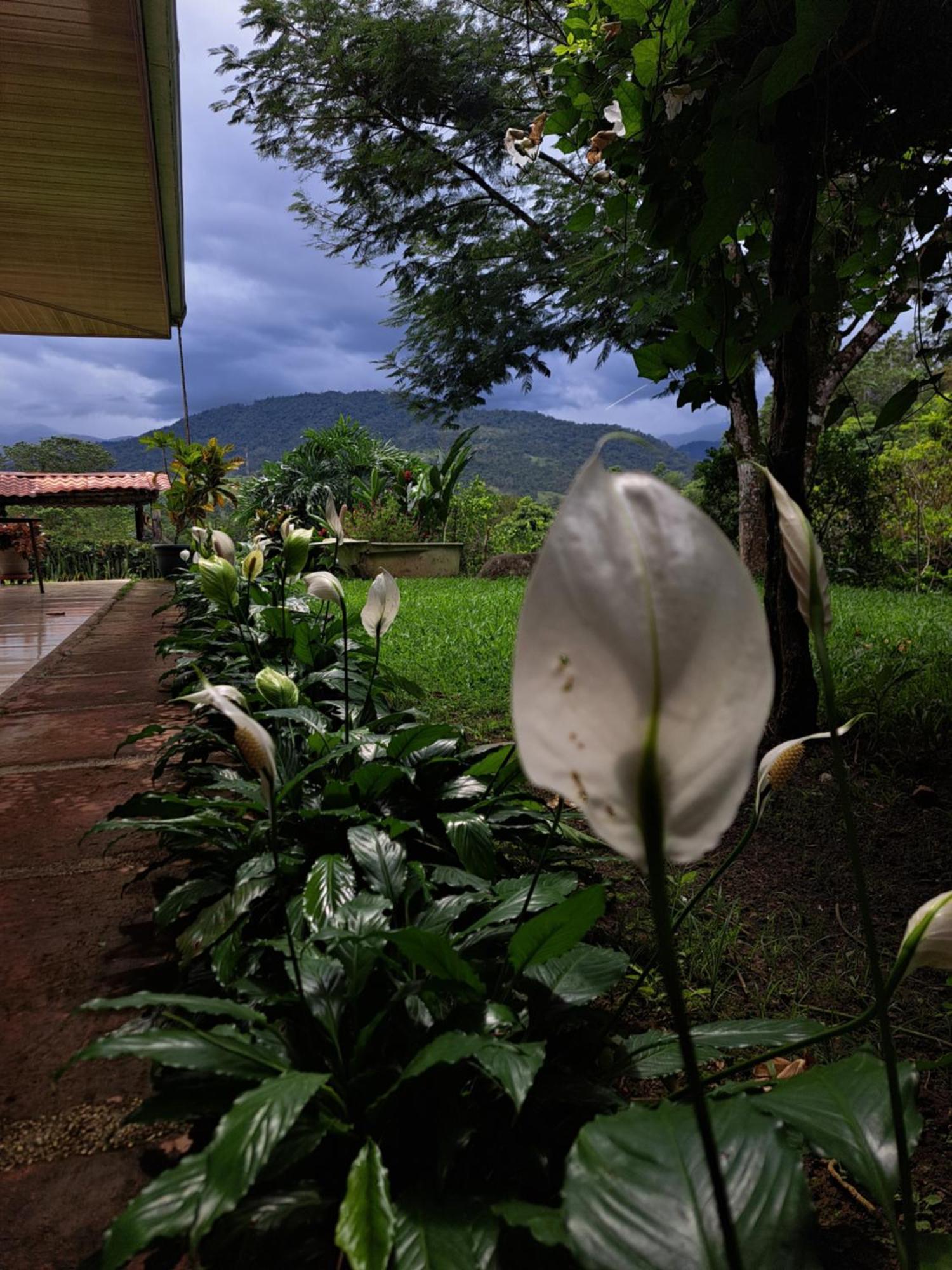 Hospedaje Luis & Ana Pejibaye ภายนอก รูปภาพ